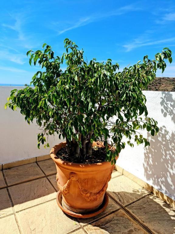 Apartamento Blue Jasmine La Cala Del Moral Exterior foto